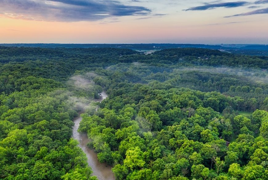 "El Amazonas: Urgencia en la lucha contra la deforestación y conservación de su invaluable tesoro natural"