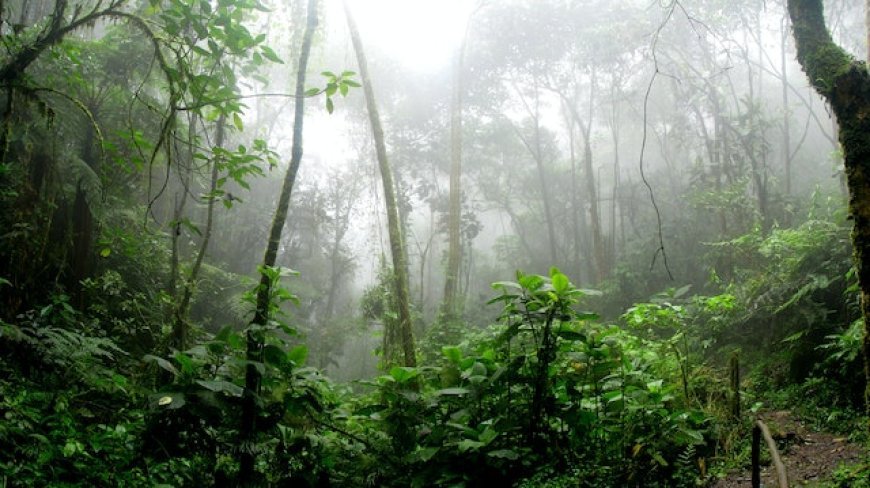 "El Amazonas: Urgencia en la lucha contra la deforestación y conservación de su invaluable tesoro natural"