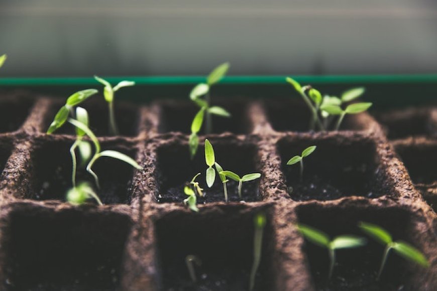 "Las Plantas Medicinales: Un Tesoro Natural para la Producción de Medicamentos"